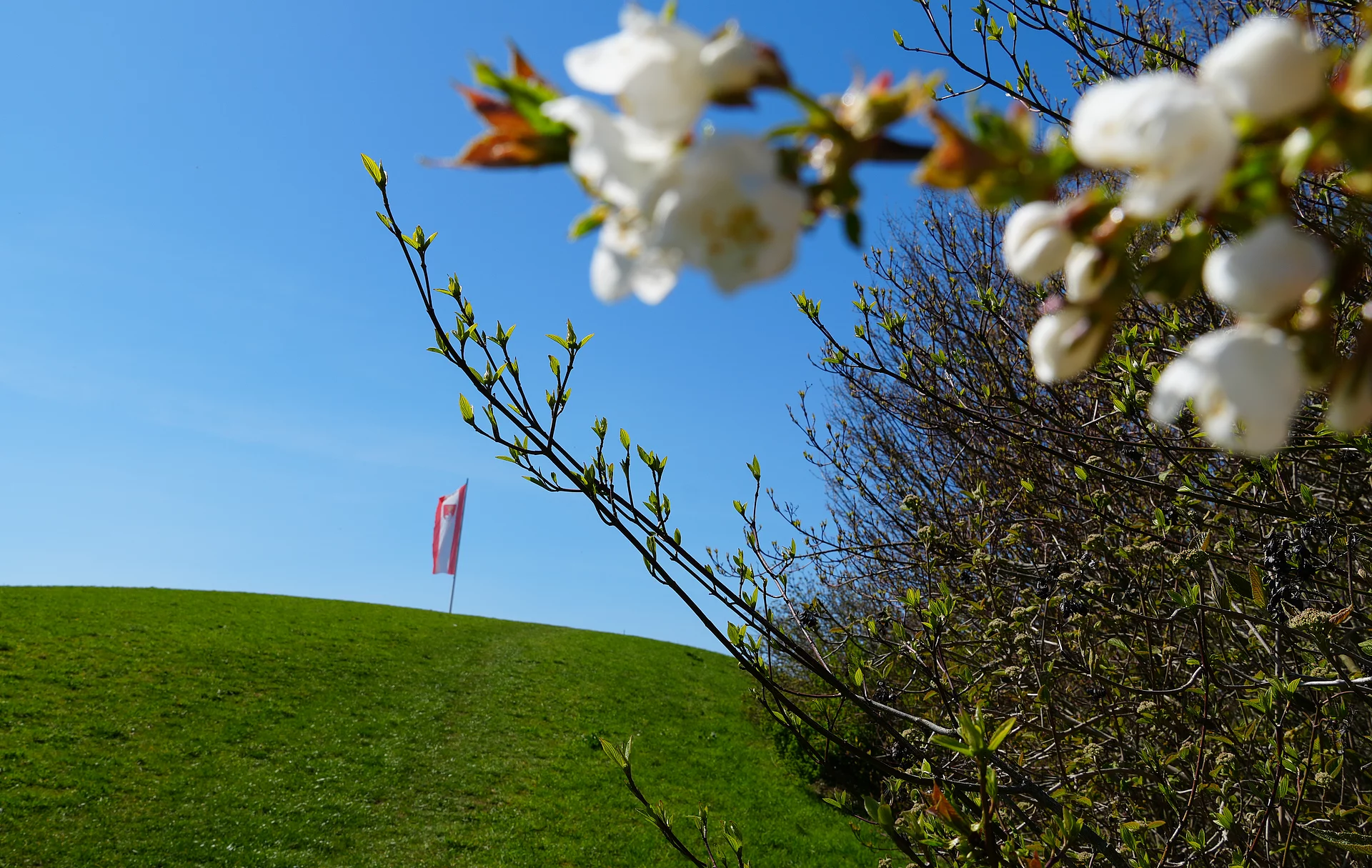 ein Blütenzweig im Vordergrund, im Hintergrund die Fahne mit dem Königsbrunner Wappen auf der Ulrichshöhe.